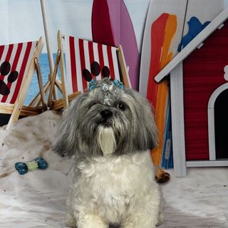 Pet feliz no Pet's Day — galeria de clientes (3)
