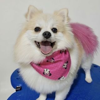 Pet feliz no Pet's Day — galeria de clientes (7)