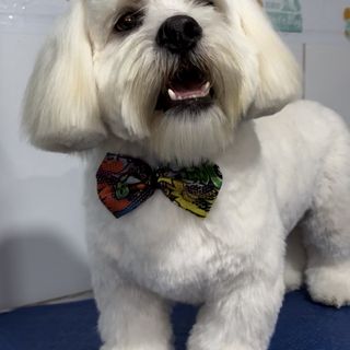 Pet feliz no Pet's Day — galeria de clientes (8)