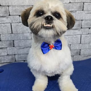 Pet feliz no Pet's Day — galeria de clientes (9)