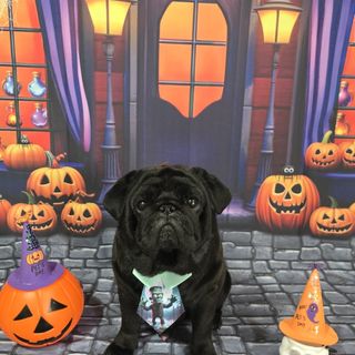 Pet feliz no Pet's Day — galeria de clientes (10)