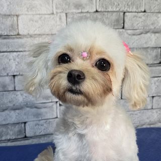 Pet feliz no Pet's Day — galeria de clientes (13)