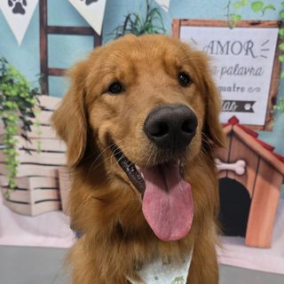 Pet feliz no Pet's Day — galeria de clientes (14)