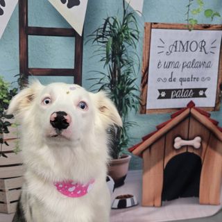 Pet feliz no Pet's Day — galeria de clientes (15)