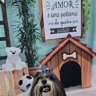 Pet feliz no Pet's Day — galeria de clientes (17)