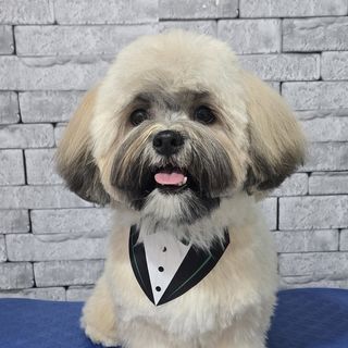 Pet feliz no Pet's Day — galeria de clientes (18)