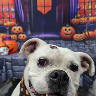 Pet feliz no Pet's Day — galeria de clientes (19)