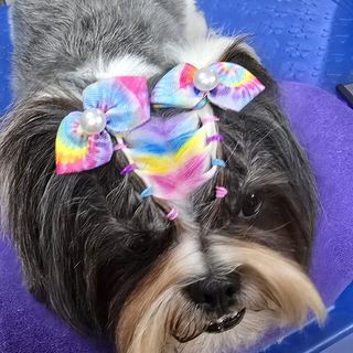 Pet feliz no Pet's Day — galeria de clientes (20)