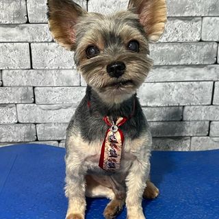 Pet feliz no Pet's Day — galeria de clientes (21)