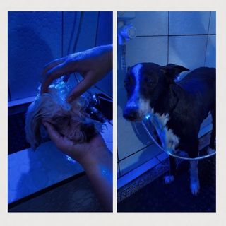 Pet feliz no Pet's Day — galeria de clientes (23)
