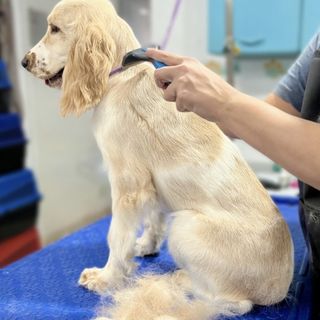 Pet feliz no Pet's Day — galeria de clientes (24)