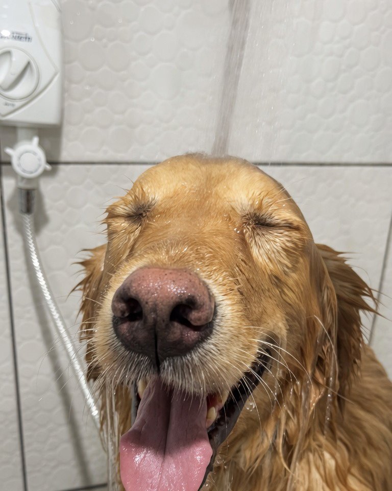 Golden Retriever relaxado recebendo banho com água morna no Pet's Day — Vila Progresso, Campo Grande/MS
