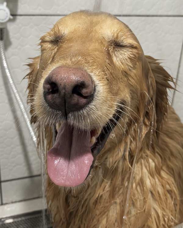 Golden Retriever relaxado recebendo banho com água morna no Pet's Day — Vila Progresso, Campo Grande/MS