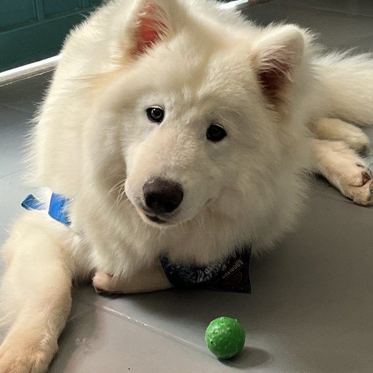 Cachorro Samoieda branco fofo relaxado no Pet's Day, cliente atual