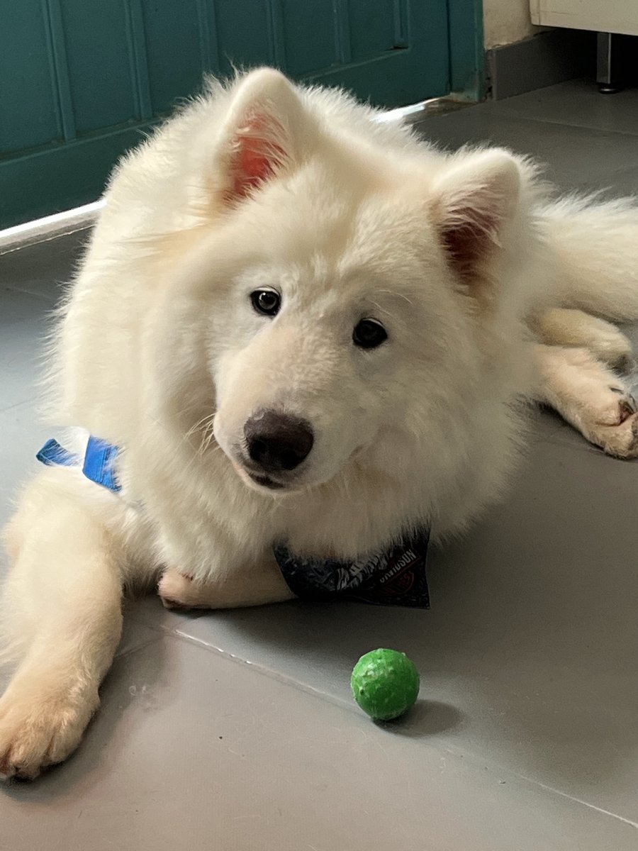 Cachorro Samoieda branco fofo relaxado no Pet's Day, cliente atual