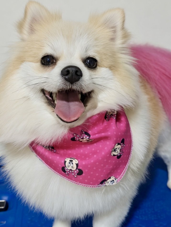 Pomerânia com bandana rosa no Pet's Day — cliente desde os primeiros dias da loja