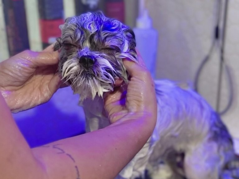 Shih-tzu recebendo banho com shampoo premium e água morna no Pet's Day Vila Progresso