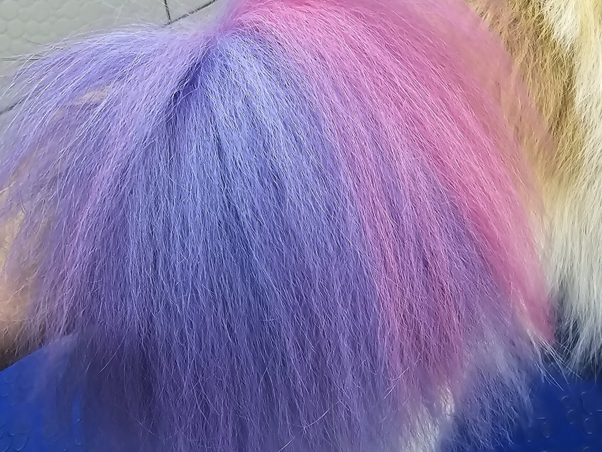 Cauda de pet com coloração rosa e lilás pet-safe feita no Pet's Day Vila Progresso
