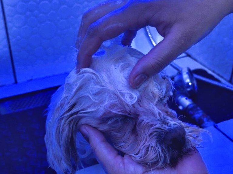 Pet em sessão de Day Spa com cromoterapia azul no Pet's Day — cuidado e relaxamento