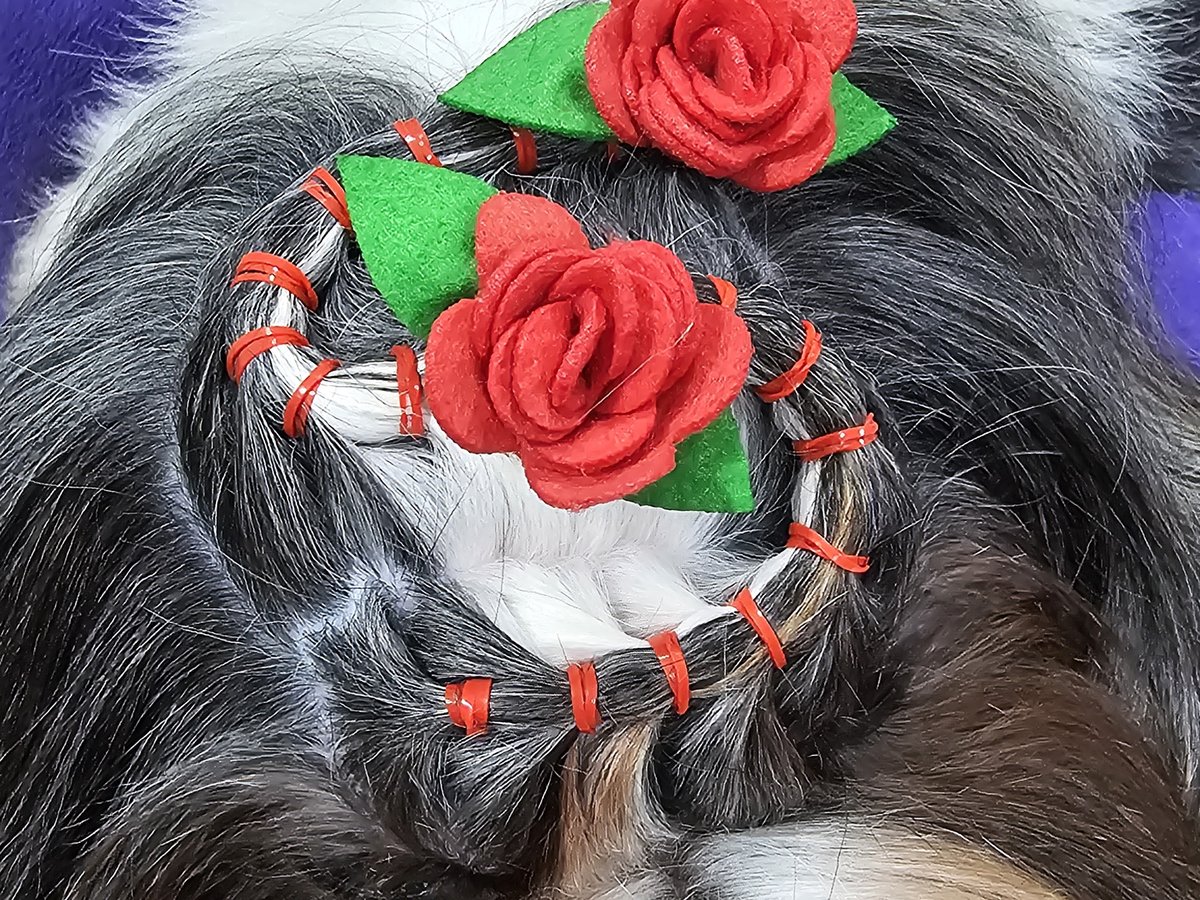 Pet com penteado exclusivo, rosas vermelhas e tranças feito no Pet's Day para ocasiões especiais