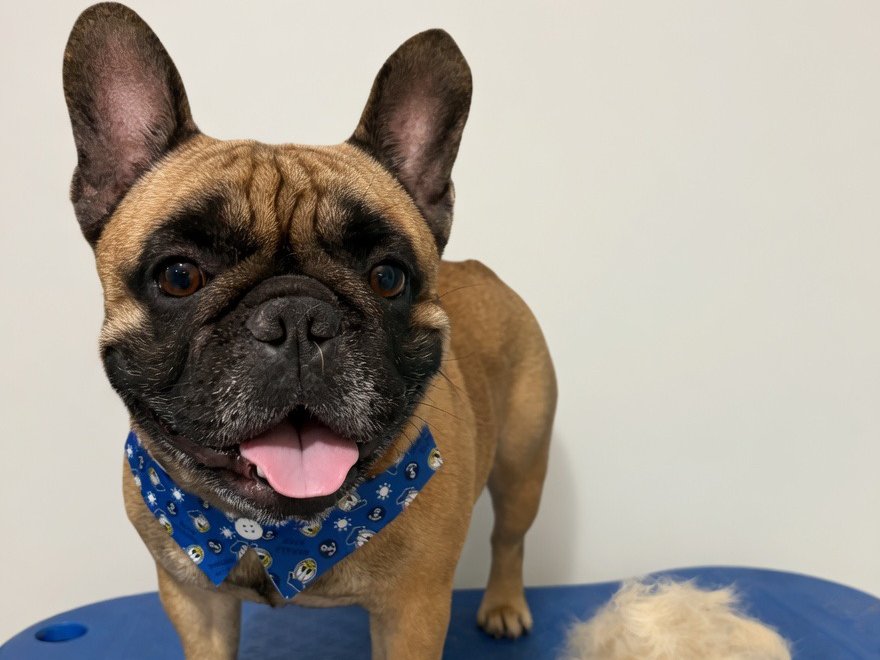 Bulldog Francês com o resultado da remoção de pelos mortos no Pet's Day: menos pelo em casa