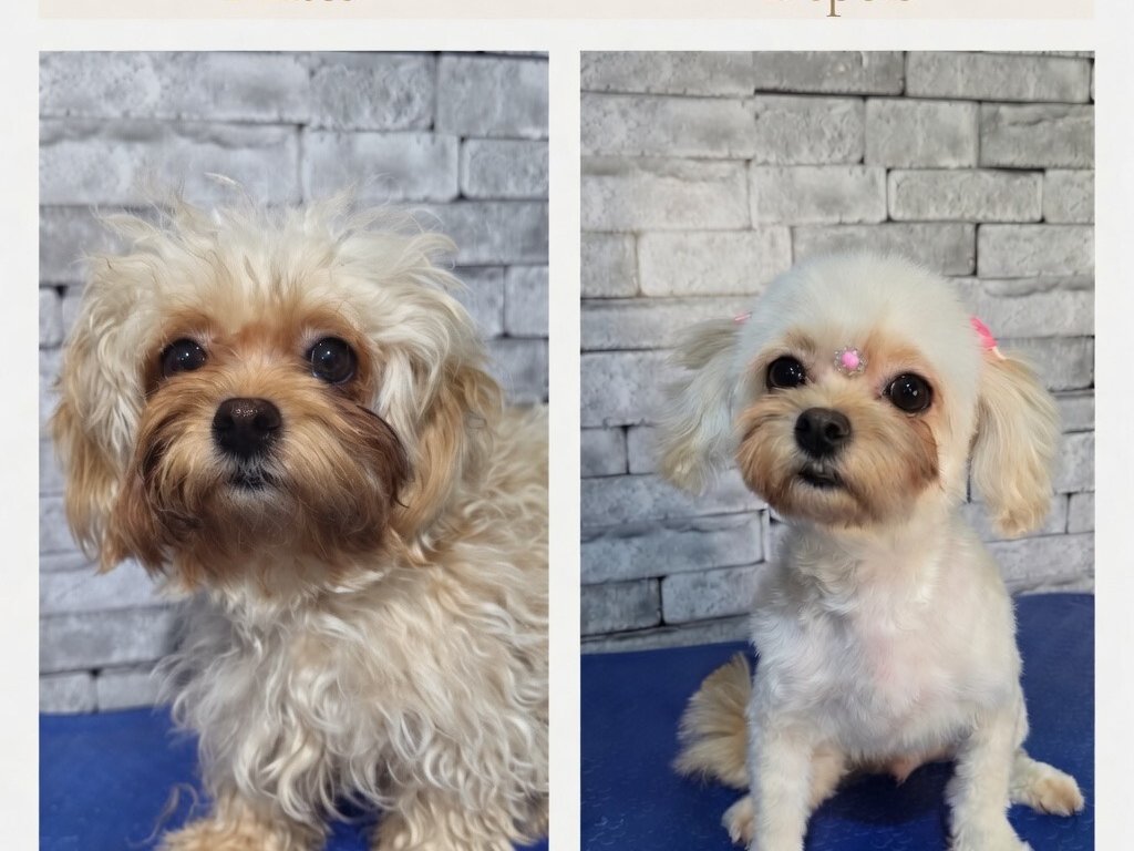 Antes e depois de tosa profissional no Pet's Day Campo Grande: transformação visível